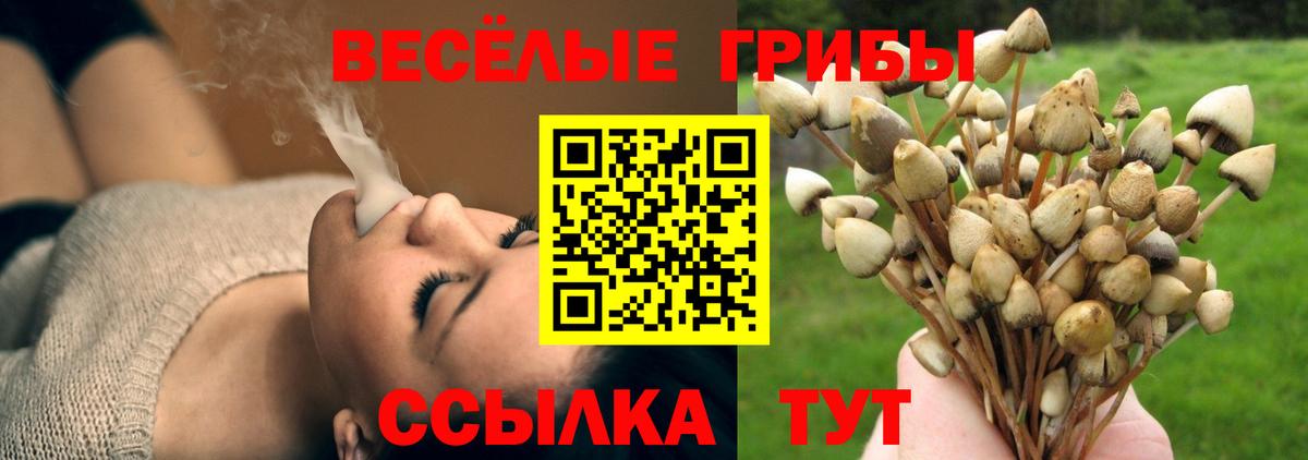 Галлюциногенные грибы Psilocybe Сызрань